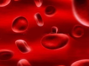 AJWRB-blood-cells